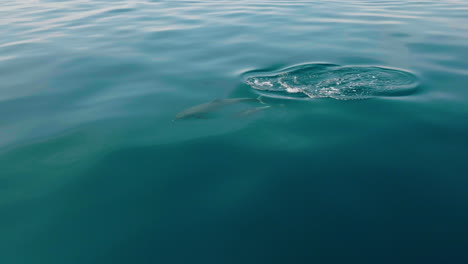 Dolphins-Swimming-In-The-Turquoise-Water-Of-The-Adriatic-Sea-Near-Lošinj-Island,-Croatia