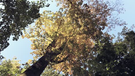 Aufsteigend-Und-Spiralförmig-Durch-Hohe-Bäume,-Blätter-Wechseln-Ihre-Farbe,-Luftperspektive