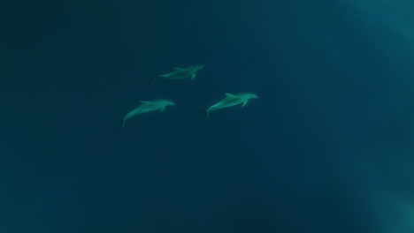 Dolphins-Swimming-Under-Blue-Waters-Of-The-Adriatic-Sea-In-Veli-Lošinj,-Croatia