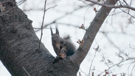 Eurasian-Gray-Squirrel-eating-sitting-on-tree-trunk-in-spring
