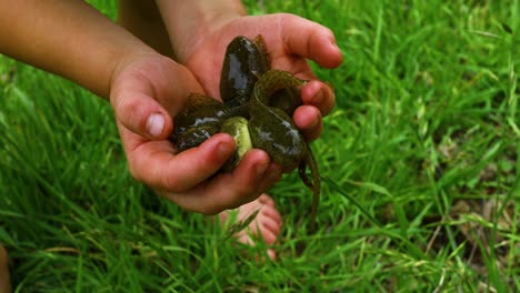 Young-boys-hands-hold-large-frog-tadpoles