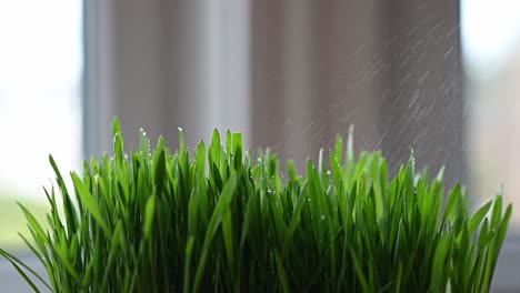 Slow-motion-of-cat-grass-getting-sprayed-with-water-in-the-window-light
