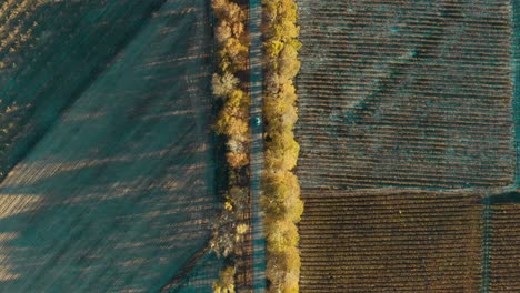 Aerial-Top-Down-View-Of-Car-Driving-Through-Tree-Lined-Path---drone-shot