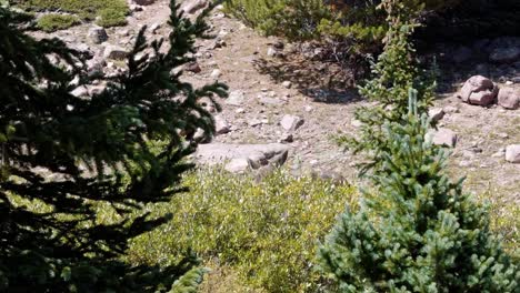 Ein-Elchbaby,-Das-Auf-Einem-Großen-Grünen-Busch-In-Zeitlupe-Oben-In-Der-Nähe-Des-Unteren-Roten-Burgsees-Im-High-Uinta-National-Forest-Zwischen-Utah-Und-Wyoming-Auf-Einer-Rucksackwanderung-An-Einem-Sommertag-Weidet