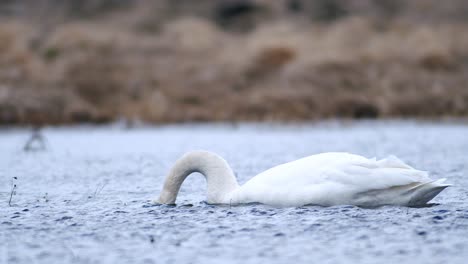 Cisnes-Cantores-Durante-La-Migración-De-Primavera-Descansando-En-Un-Charco-De-Prado-Inundado-De-Hierba-Seca