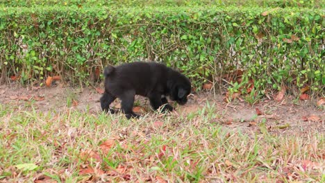 Asiatischer-Straßenhund-Schwarzer-Welpe,-Der-In-Einem-Park-Gräbt-Und-Spielt