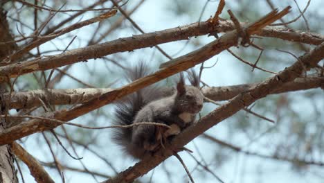 White-bellied-Eurasian-Gray-Squirrel-sits-on-a-pine-tree-branch-in-the-forest,-Seoul