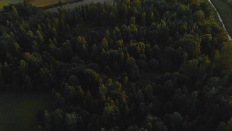 Majestic-forestry-landscape-during-golden-hour-time,-aerial-tilting-up-view