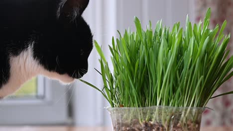 Close-up-of-a-beautiful-black-and-white-cat-eating-cat-fresh-grass-grown-at-home