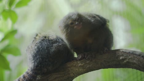 Pygmäen-Seidenäffchen,-Die-Auf-Dem-Baumzweig-In-Einem-Zoo-In-Singapur-Ruhen---Nahaufnahme