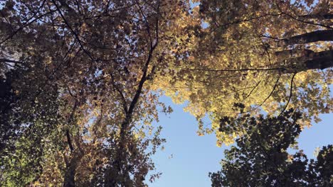 Blick-In-Den-Herbstlichen-Wald,-Bäume-Wachsen-In-Den-Himmel---Niedriger-Winkel,-Drehen