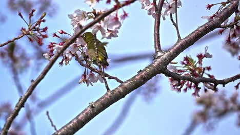 Ein-Kleiner-Vogel,-Der-Am-Ast-Eines-Sakura-Blütenbaums-Hängt---Selektive-Fokusaufnahme