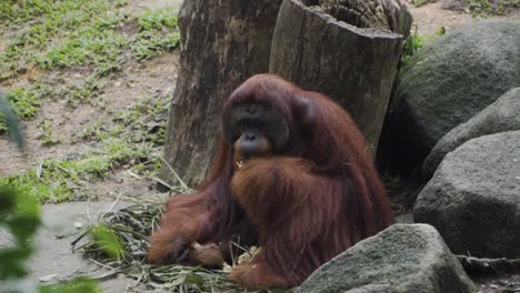 Orangután-Alimentando-Plátano-En-Un-Zoológico-De-Singapur---Tiro-Amplio