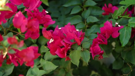 Flores-De-Buganvillas-Rosas-En-El-Jardín