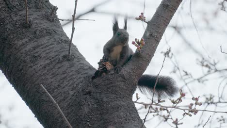 Eichhörnchen,-Das-Pilze-Isst,-Die-Im-Frühjahr-Auf-Baumstamm-Sitzen