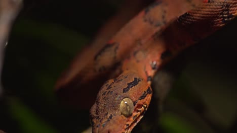 Tilt-Down-shot-of-a-green-tree-boa-young-one-in-its-brilliant-orange-colour
