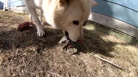 Zeitlupe---Weißer-Erwachsener-Husky-Hund,-Der-Einen-Vogel-Im-Hinterhof-Eines-Hauses-Auf-Dem-Land-Isst