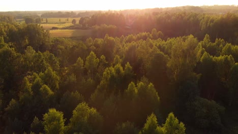 Beautiful-tree-tops-of-forest-during-golden-hour,-aerial-shot