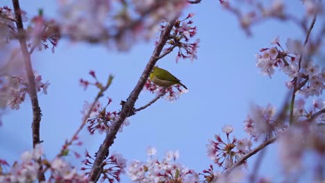 Warbling-White-Eye-Bird-Feeding-On-Nectar-Of-Sakura-Flowers-In-Springtime