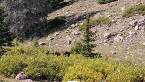 Ein-Elchbaby,-Das-Auf-Einem-Großen-Grünen-Busch-In-Zeitlupe-Oben-In-Der-Nähe-Des-Unteren-Roten-Burgsees-Im-High-Uinta-National-Forest-Zwischen-Utah-Und-Wyoming-Auf-Einer-Rucksackwanderung-An-Einem-Sommertag-Weidet