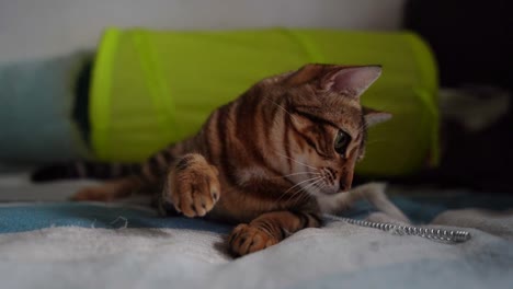 Tabby-Bengal-cat-attacking-a-toy-on-her-bed-and-chewing-it