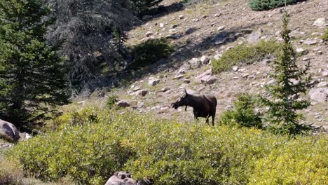 A-female-moose-grazing-on-a-large-green-bush-in-slow-motion-up-near-the-Lower-Red-Castle-Lake-in-the-High-Uinta-National-Forest-between-Utah-and-Wyoming-on-a-backpacking-hike-on-a-summer-day