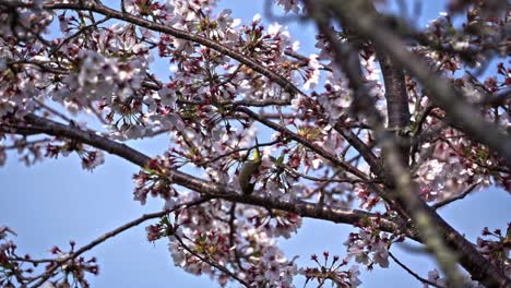 Ein-Trillerndes-Weißes-Auge-Auf-Einem-Kirschblütenbaum