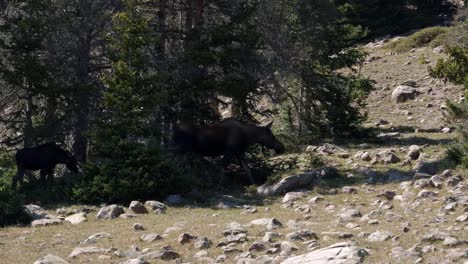 A-large-female-moose-crossing-past-a-tree-opening-in-slow-motion-up-near-the-Lower-Red-Castle-Lake-in-the-High-Uinta-National-Forest-between-Utah-and-Wyoming-on-a-backpacking-hike-on-a-summer-day