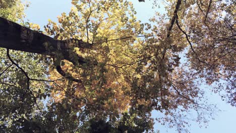 Blick-Von-Unten-Auf-Das-üppige,-Herbstfarbene-Laub-Der-Bäume