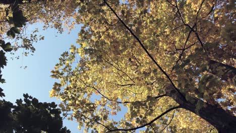 Blätter-Wirbeln-Und-Tanzen-In-Der-Luft-Und-Fliegen-Vom-Waldbaum-In-Der-Herbstlandschaft-Herunter