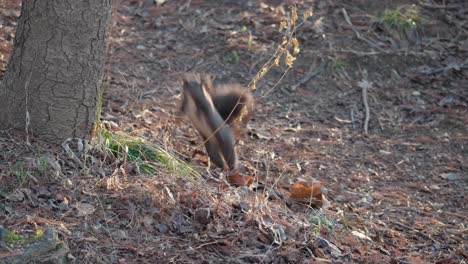 Eurasisches-Graues-Eichhörnchen,-Das-Nach-Nüssen-Sucht-Und-Auf-Einen-Baum-Springt---Zeitlupe
