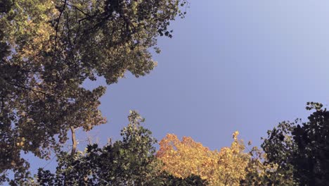 Gelbe-Und-Grüne-Farben-Der-Bäume-Bei-Herbstwetter