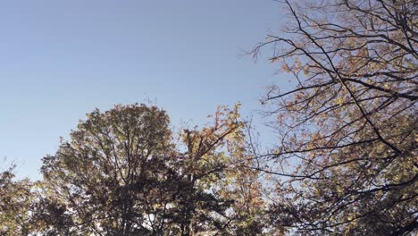 Heben-Sie-Den-Blick-Nach-Unten-Luftaufnahme-Des-Herbstwaldes-An-Einem-Sonnigen-Tag-Mit-Blauem-Himmel