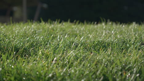 Vibrant-green-grass,-low-angle,-lit-by-the-sun-blowing-in-the-wind