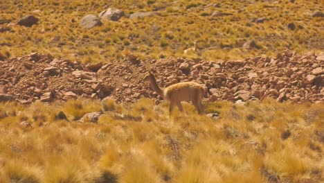 A-big-zoom-in-on-a-vicuna-wandering-around-in-the-desert-around-San-PEdro