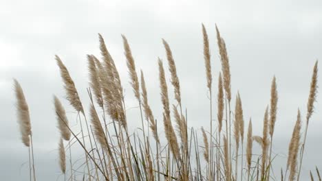 Tall-grass-blowing-in-the-wind