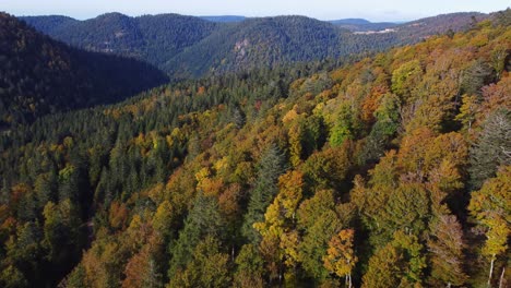 Aerial-view-of-beautiful-orange-foliage-forest-during-full-peak-fall-season-in-french-mountain