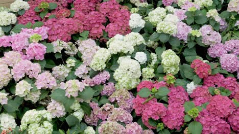 Various-colors-of-flowering-hydrangeas-in-beautiful-garden