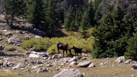 A-mother-and-baby-moose-grazing-on-a-large-green-bush-up-near-the-Lower-Red-Castle-Lake-in-the-High-Uinta-National-Forest-between-Utah-and-Wyoming-on-a-backpacking-hike-on-a-summer-day