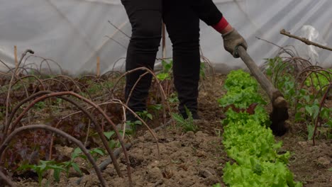 Working-the-soil-with-hoe,-planting-salad-lettuce-in-the-nursery-inside-the-green-house