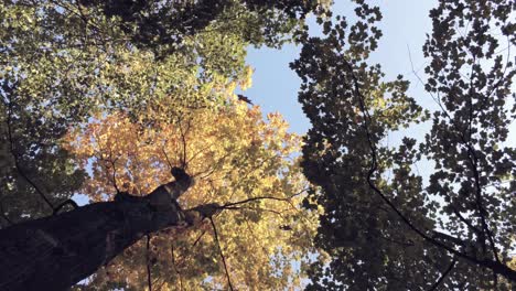 Looking-up,-tracking-sun-lit-autumn-gold-and-brown-leaves-fall-through-a-forest-canopy,-aerial