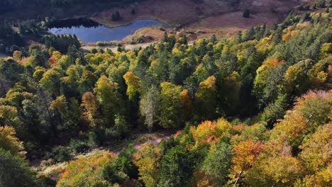 Aerial-view-of-autumn-foliage-and-a-lake-over-forest-during-full-peak-fall-season