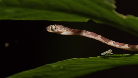 A-skinny-cat-eye-snake-hovers-over-a-green-jungle-leaf-at-night-as-a-flying-insect-walks-on-the-leaf-below-it,-static-shot