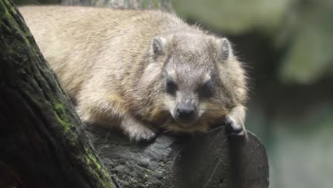 Rock-Hyrax-Asleep-On-A-Log-In-Singapore-Zoo---close-up