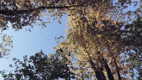 Ein-Herbstwind-Weht-Sonnenbeschienene-Goldbraune-Gelbe-Blätter-Von-Den-Zweigen,-Luft-Absteigend