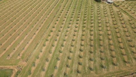 Drohnenflug-über-Olivenbäume-In-Einem-Bebauten-Feld-In-Spanien