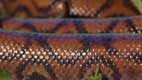 A-close-up-panning-shot-of-a-long-coiled-Rainbow-Boa-snake-at-is-lays-in-the-sun
