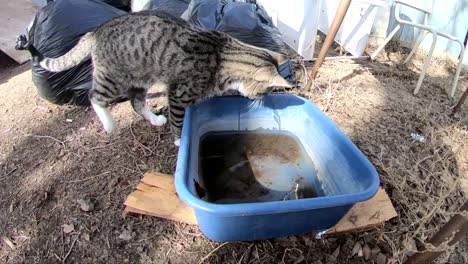 SLOW-MOTION---Tabby-cat-stands-on-the-edge-of-a-bucket-of-water-and-knocks-it-over-and-all-over-himself