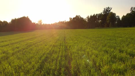 Grün-Wachsende-Kulturen-Auf-Dem-Landwirtschaftsgebiet-Mit-Majestätischem-Sonnenuntergang,-Luftbild