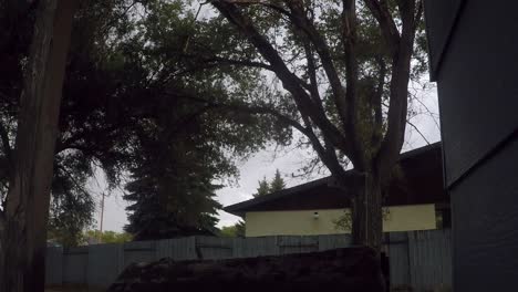 SLOW-MOTION---Trees-in-the-back-yard-of-a-home-blowing-in-the-wind-on-a-cloudy-day